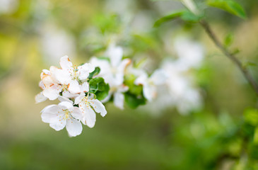Apple blossom closeup