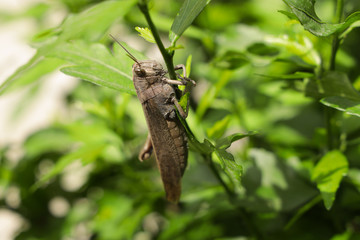green bug on a branch