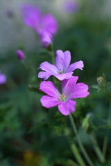 purple flowers in the garden