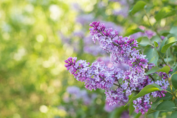 Purple lilac braches in sunny day, Syringa vulgaris banner background