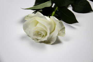 Fototapeta premium One white rose flower on white background. Flat lay, top view for romantic concept. White rose with green leaves