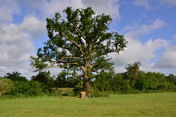 A large Oak tree on a windy day in Horley, Surrey in Springtime