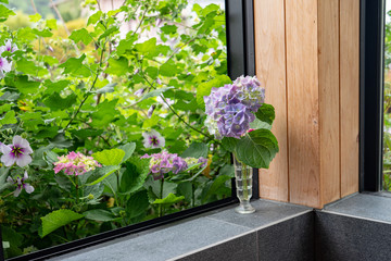 浴室の窓辺に飾ったアジサイ / 紫陽花