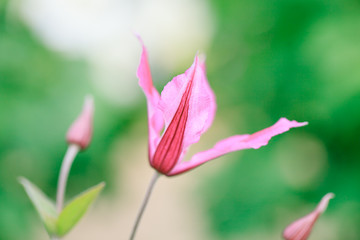 Fototapeta premium 赤いクレマチス/スパーク,火岳（かがく） /インテグリフォリア系