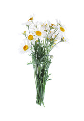 Beautiful chamomile flowers bouquet isolated on white