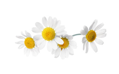 Beautiful fresh chamomile flowers isolated on white