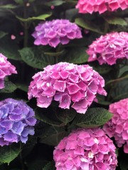 Obraz premium Flor