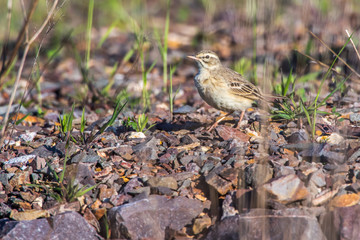 Tawny Pipit (Anthus campestris)