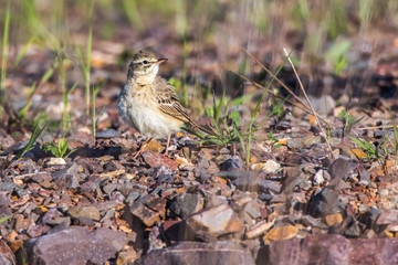 Tawny Pipit (Anthus campestris)