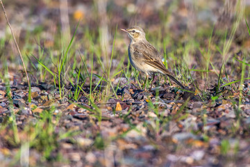 Tawny Pipit (Anthus campestris)