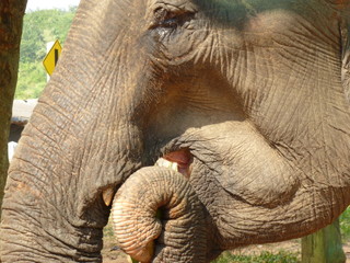Asian elephant is having a little lunch after a trekking tour in the hills of northern Thailand