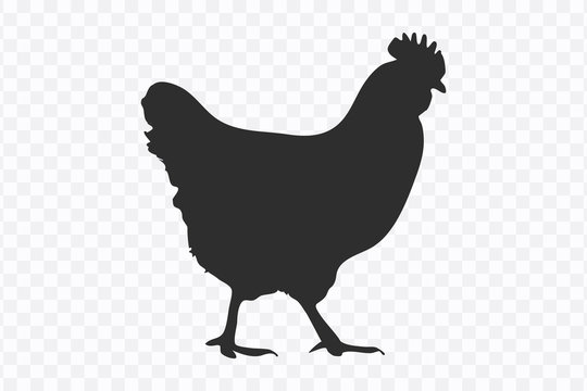 Chicken isolated vector silhouette on a white background.