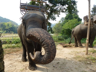 Huge asian elephant is having a little lunch after a trekking tour
