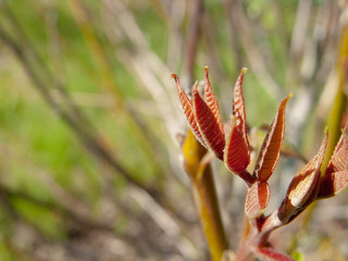 The top of a young spring branch of Juglans regia with the most delicate leaves, which at this moment just began to open and grow. Bright side light, close-up, narrow focus.