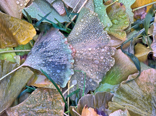 Autumn leaves in forest
