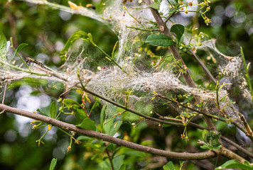 Krzewy oplecione pajeczyna.  Splatane krzewy. Zlapane dzike owady. Nasiona w sieci.  © ff25