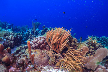 Caribbean coral garden