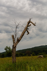 Samotne , uschniete drzewo na polu. Suche konary.  Pien drzewa bez kory.  Pochmurne, szare niebo. Cisza przed burza.  Podmiejskie tereny w Niemczech. © ff25