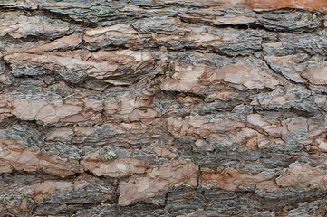 ripe pine bark texture close angle