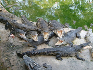no edit Thailand crocodile farm