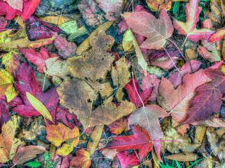 Autumn leaves in forest