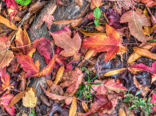 Autumn leaves in forest