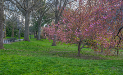 Naklejka premium Japanese cherry tree in spring