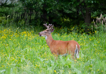 Naklejka na ściany i meble White-tailed buck walking in a field in early summer in Ottawa, Canada