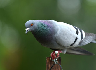 pigeon perching in the garden
