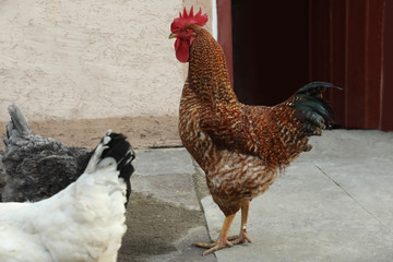 Beautiful colorful chickens and rooster in yard. Domestic animal