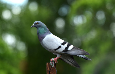 pigeon perching in the garden
