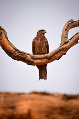 Brown Eagle sitting on a dry tree branch in New delhi