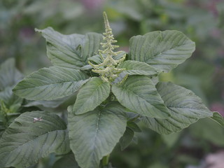 Amaranth Amaranthus viridis  Amaranthaceae  green leaves vegetable blooming in garden nature...