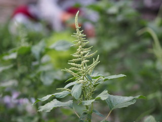 Amaranth Amaranthus viridis  Amaranthaceae  green leaves vegetable blooming in garden nature background