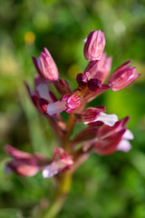Fototapeta na wymiar Orchidea selvatica