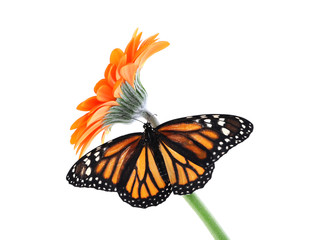Fototapeta na wymiar Flower with beautiful monarch butterfly isolated on white