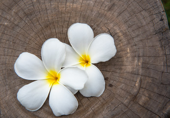 Fototapeta na wymiar Beautiful white flowers on the wood floor