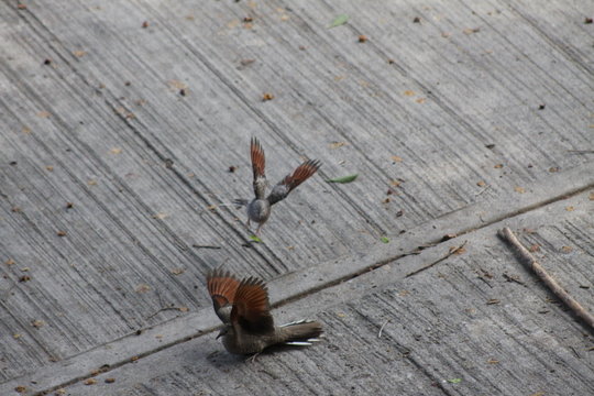 ri&ntilde;a entre tortolitas 