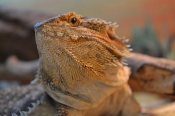 pogona