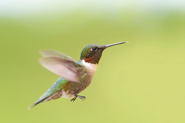 Obraz na płótnie Canvas Male ruby-throated hummingbird isolated on a green background in flight