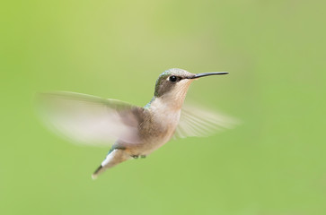 Ruby-throated hummingbird female isolated on a green background in flight © Jim Cumming