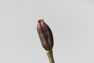 Seed capsule of a Lady tulip, Tulipa clusiana