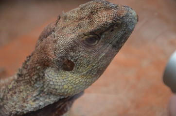 Australian native Jacky Dragon lizard, Amphibolurus muricatus
