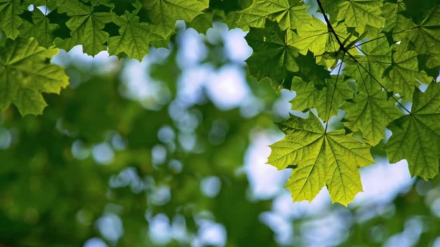Summer green park. Leaves of maple tree waving in the wind. Camera looking above. Beautiful floral blurred bokeh. 4K