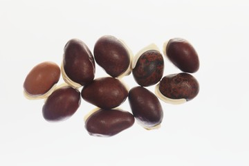 Beans of a winged bean, Psophocarpus tetragonolobus