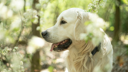 Golden retriever dog close-up