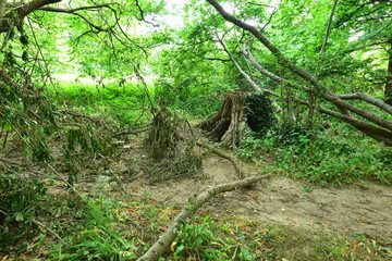 A fallen tree and an old tree trunk in the Forest in Horley, Surrey.