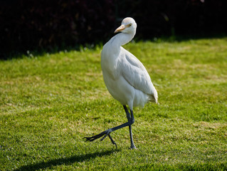 white heron in the grass