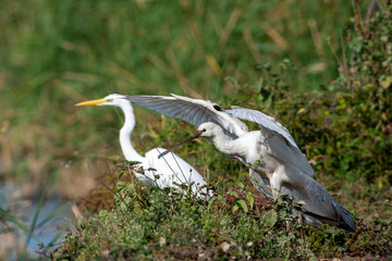 Eurasian Spoonbill, (Platalea leucorodia) in the natural habitat bird.