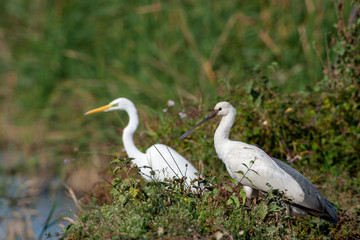 Eurasian Spoonbill, (Platalea leucorodia) in the natural habitat bird.